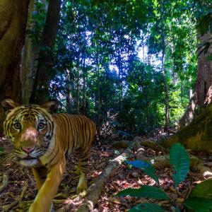 Tiger in Royal Belum State Park, Malaysia