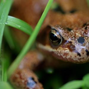 Common frog in grass on Middleton Croft, Northwest Scottish Highlands