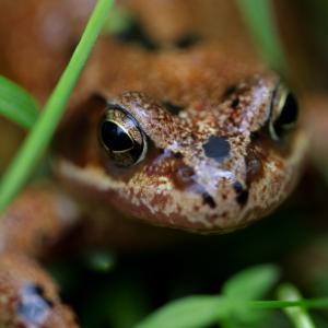 Common frog in grass on Middleton Croft, Northwest Scottish Highlands