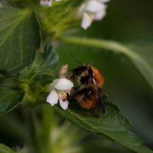 Bee on white flower on Little Trochry, Perthshire, Scotland.