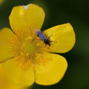Insect on yellow flower on Little Trochry Farm, Perthshire, Scotland.