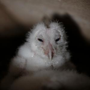A baby barn owl, Little Trochry, Perthshire, Scotland.