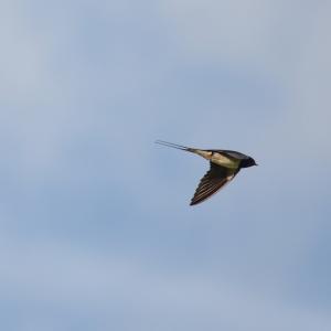 Swallow flying over fields at Whitriggs Farm, The Scottish Borders.