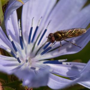 Insect landing on purple flower on Whitriggs Farm, The Scottish Borders