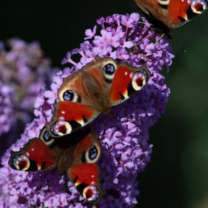 Peacock butterflies on purple flowers on Whitriggs Farm, The Scottish Borders