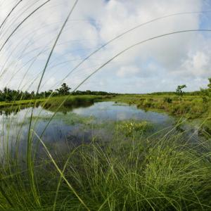 Fresh water marsh on an island in the Sundarbans National Park, Bangladesh