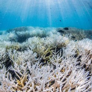 Coral bleaching on the Southern Great Barrier Reef