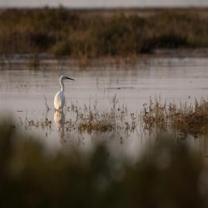 Egret fishing.