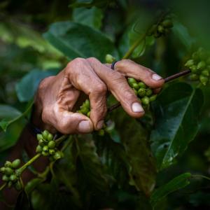 Hands going through an organic coffee at an plantation in Brazil 