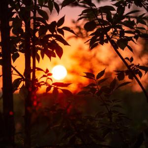 Sunset through the leaves Norfolk, River Glaven 