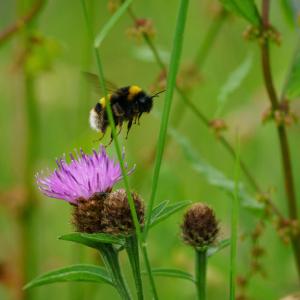 A bee flying above flowers in a meadow