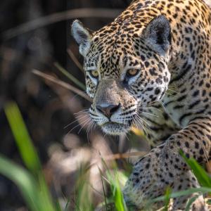 Jaguar Panthera onca female 