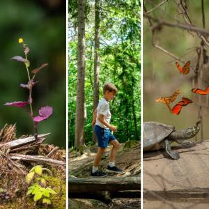 From left to right: Infant Sumatran orangutan at the Gunung Leuser National Park in Indonesia, portrait of a plant taking advantage of a cut tree to provide support, child walking along a fallen branch at a WWF-UK forest trail, bright butterflies and a yellow-spotted river turtle in Peru, and sunshine through trees in the New Forest in the UK.