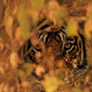 Bengal tiger peering through leaves of bushes