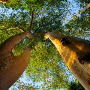 Trees in the Selous Game Reserve. Selous, Tanzania 