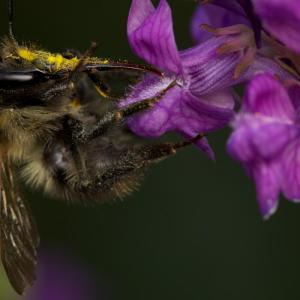 Carder Bee on purple flower 