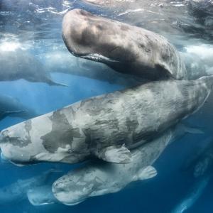 Sperm whale and calf