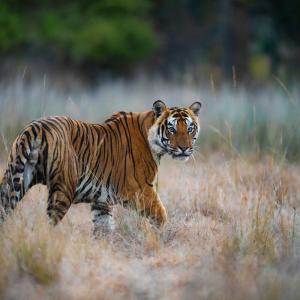 Wild Tiger India national park