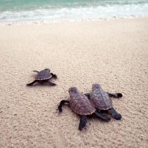 One green and two hawksbill turtle hatchlings making their way to the ocean