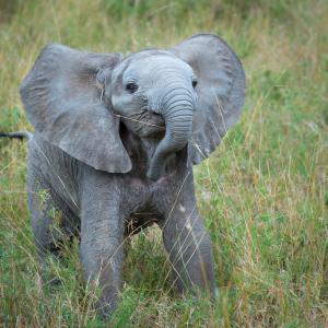 Plucky - African Elephant, Olare Orok Conservancy, Masai Mara, Kenya 