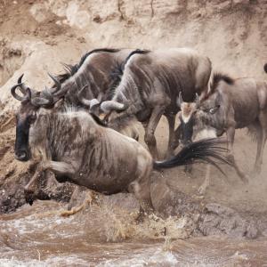 Wildebeest migration, Mara River, Kenya