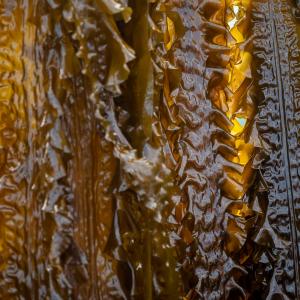 Seaweed is pulled from the water at Câr-Y-Môr seaweed farm in St Davids, Pembrokeshire, Wales.