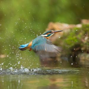 Kingfisher in flight emerging from the water