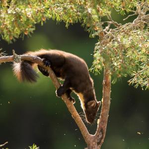 Pine marten in a tree