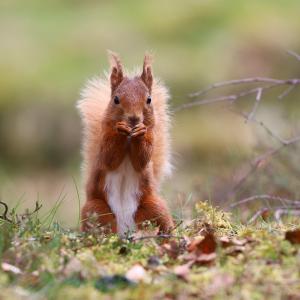 Red squirrel on the ground eating