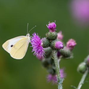 Cabbage white (Pieris rapae) resting on a curly plumeless thistle (Carduus crispus).