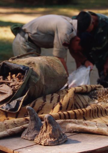 Why we need to protect the wildlife | WWF