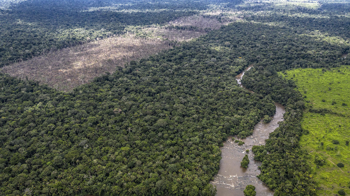 Illegal deforestation found in the indigenous Uru-Eu-Wau-Wau territory. This area of deforestation was discovered on December 15th 2019 during the first surveillance made by the Uru-eu-wau-wau after the drone course funded by WWF's Amazon Emergency Appeal. © Marizilda Cruppe