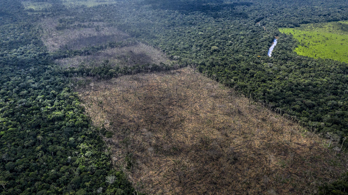 Illegal deforestation found in the indigenous Uru-Eu-Wau-Wau territory. This area of deforestation was discovered on December 15th 2019 during the first surveillance made by the Uru-Eu-Wau-Wau after the drone course funded by WWF's Amazon Emergency Appeal.  © Marizilda Cruppe