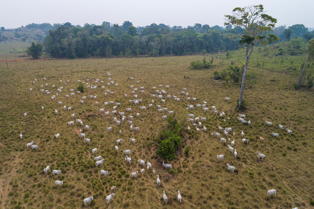 Aerial view of deforestation and fire in the Amazon Rainforest surrounding the Uru-eu-wau-wau Indigenous Land, on september 2020, in Jaru, Rondonia state. © Andre Dib
